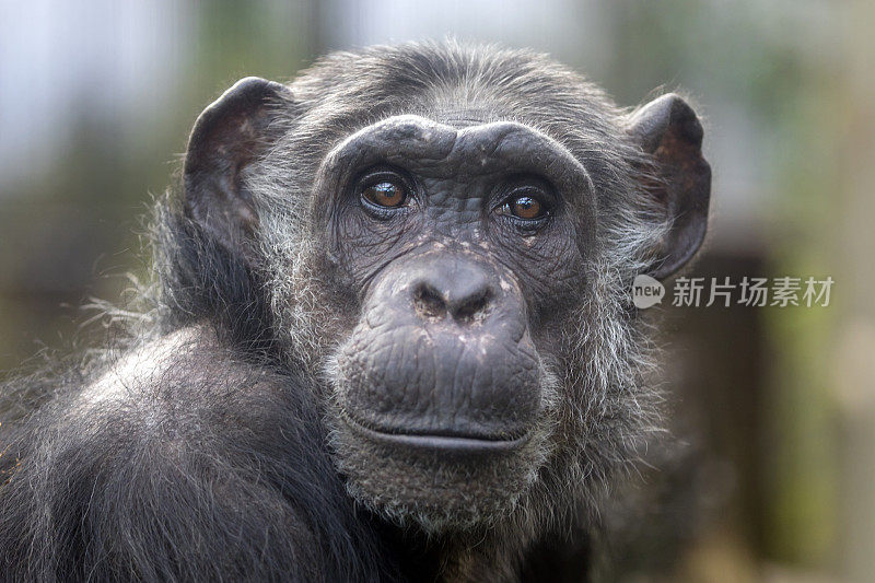黑猩猩肖像(Pan troglodytes)